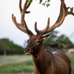 Texas Elk Hunting - Stone Creek Ranch