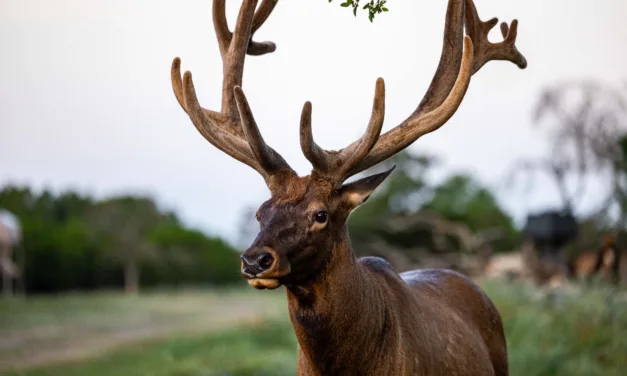 Private-Land Elk Hunts in Texas: How Management Makes for Better Bulls