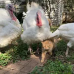 The Herald of Autumn by: Brian de León