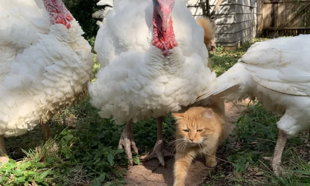 The Herald of Autumn